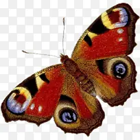 飞蛾和蝴蝶 蝴蝶 昆虫-空若网 飞蛾和蝴蝶 蝴蝶 昆虫-空若网