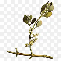 树枝 花 植物-空若网 树枝 花 植物-空若网