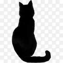 孟买猫黑猫-黑猫PNG照片-空若网 孟买猫黑猫-黑猫PNG照片-空若网