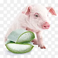 猪科 鼻子 牲畜-空若网 猪科 鼻子 牲畜-空若网