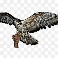 鸟 秃鹰 翅膀-空若网 鸟 秃鹰 翅膀-空若网