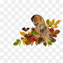 树叶 树枝 鸟-空若网 树叶 树枝 鸟-空若网