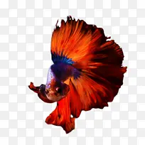 红色 橙色 服装-空若网 红色 橙色 服装-空若网