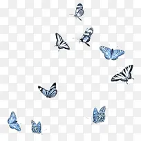 蝴蝶 昆虫 飞蛾和蝴蝶-空若网 蝴蝶 昆虫 飞蛾和蝴蝶-空若网