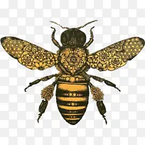 昆虫 甲虫 膜状昆虫-空若网 昆虫 甲虫 膜状昆虫-空若网