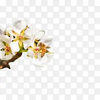 白色 花 植物-空若网 白色 花 植物-空若网