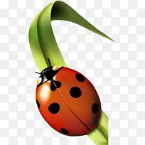 昆虫瓢虫(LES)蚜虫草瓢虫-空若网 昆虫瓢虫(LES)蚜虫草瓢虫-空若网