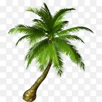 采购产品树 植物 棕榈树-空若网 采购产品树 植物 棕榈树-空若网