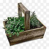 植物 草 木材-空若网 植物 草 木材-空若网