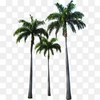 采购产品树 植物 棕榈树-空若网 采购产品树 植物 棕榈树-空若网