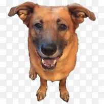 狗 鼻子 山狗-空若网 狗 鼻子 山狗-空若网