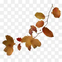 叶子 树枝 植物-空若网 叶子 树枝 植物-空若网