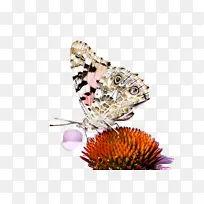 天然食品 食品 超级食品-空若网 天然食品 食品 超级食品-空若网