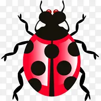 昆虫 甲虫 瓢虫-空若网 昆虫 甲虫 瓢虫-空若网