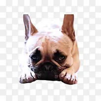 �� ������ţȮ ����-������