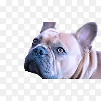 狗 鼻子 法国斗牛犬-空若网 狗 鼻子 法国斗牛犬-空若网