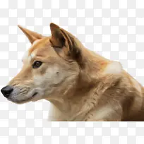 狗 迦南狗 鼻子-空若网 狗 迦南狗 鼻子-空若网