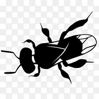 昆虫 害虫 膜状昆虫-空若网 昆虫 害虫 膜状昆虫-空若网