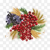 天然食品 浆果 植物-空若网 天然食品 浆果 植物-空若网