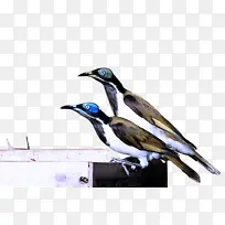 天然食品 番茄 茄-空若网 天然食品 番茄 茄-空若网