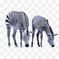 斑马 野生动物 动物形象-空若网 斑马 野生动物 动物形象-空若网