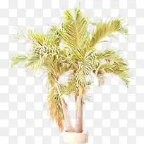 采购产品树 棕榈树 沙漠棕榈-空若网 采购产品树 棕榈树 沙漠棕榈-空若网
