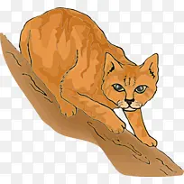 è ��С��è Ұ������-������