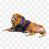 狮子 野生动物 咆哮-空若网 狮子 野生动物 咆哮-空若网