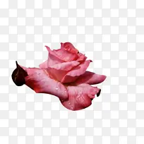 脸 鼻子 下巴-空若网 脸 鼻子 下巴-空若网