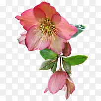 花 花瓣 植物-空若网 花 花瓣 植物-空若网