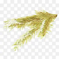 白松 草 植物-空若网 白松 草 植物-空若网