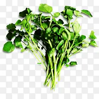 ֲ�� �߲� Ҷ��-������