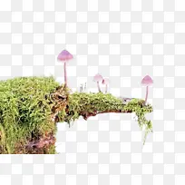 草 植物 草科-空若网 草 植物 草科-空若网