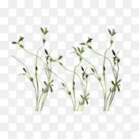 植物 花 草-空若网 植物 花 草-空若网