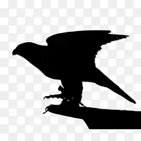 鸟 喙 翅膀-空若网 鸟 喙 翅膀-空若网