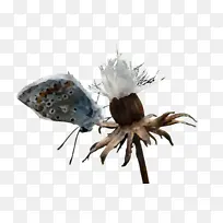 白色 昆虫 植物-空若网 白色 昆虫 植物-空若网