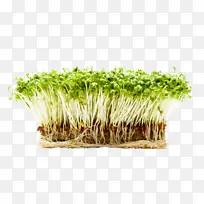 ÜÙޣѿ ²Ý Ö²Îï-¿ÕÈôÍø ÜÙޣѿ ²Ý Ö²Îï-¿ÕÈôÍø