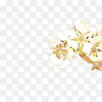 白色 花 植物-空若网 白色 花 植物-空若网