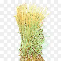 草 植物 草科-空若网 草 植物 草科-空若网