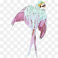 鸟 粉色 翅膀-空若网 鸟 粉色 翅膀-空若网