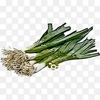 蔬菜 植物 韭菜-空若网 蔬菜 植物 韭菜-空若网