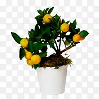 ˮ�ʻ� ���� ʪī-������