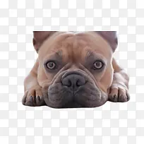 狗 斗牛犬 鼻子-空若网 狗 斗牛犬 鼻子-空若网