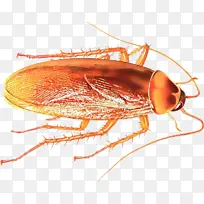 昆虫 害虫 蟑螂-空若网 昆虫 害虫 蟑螂-空若网