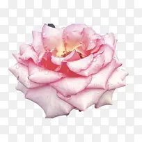 鼻子 皮肤 脸-空若网 鼻子 皮肤 脸-空若网