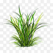 �� ֲ�� ½��ֲ��-������