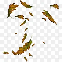 Ҷ�� ֲ�� ��-������