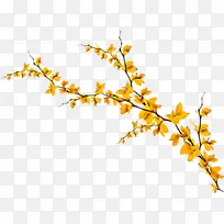树枝 嫩枝 黄色-空若网 树枝 嫩枝 黄色-空若网