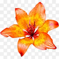 花瓣 橙色 花朵-空若网 花瓣 橙色 花朵-空若网