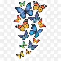 蝴蝶 飞蛾和蝴蝶 昆虫-空若网 蝴蝶 飞蛾和蝴蝶 昆虫-空若网